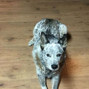 Meet your Posher, Bobbi